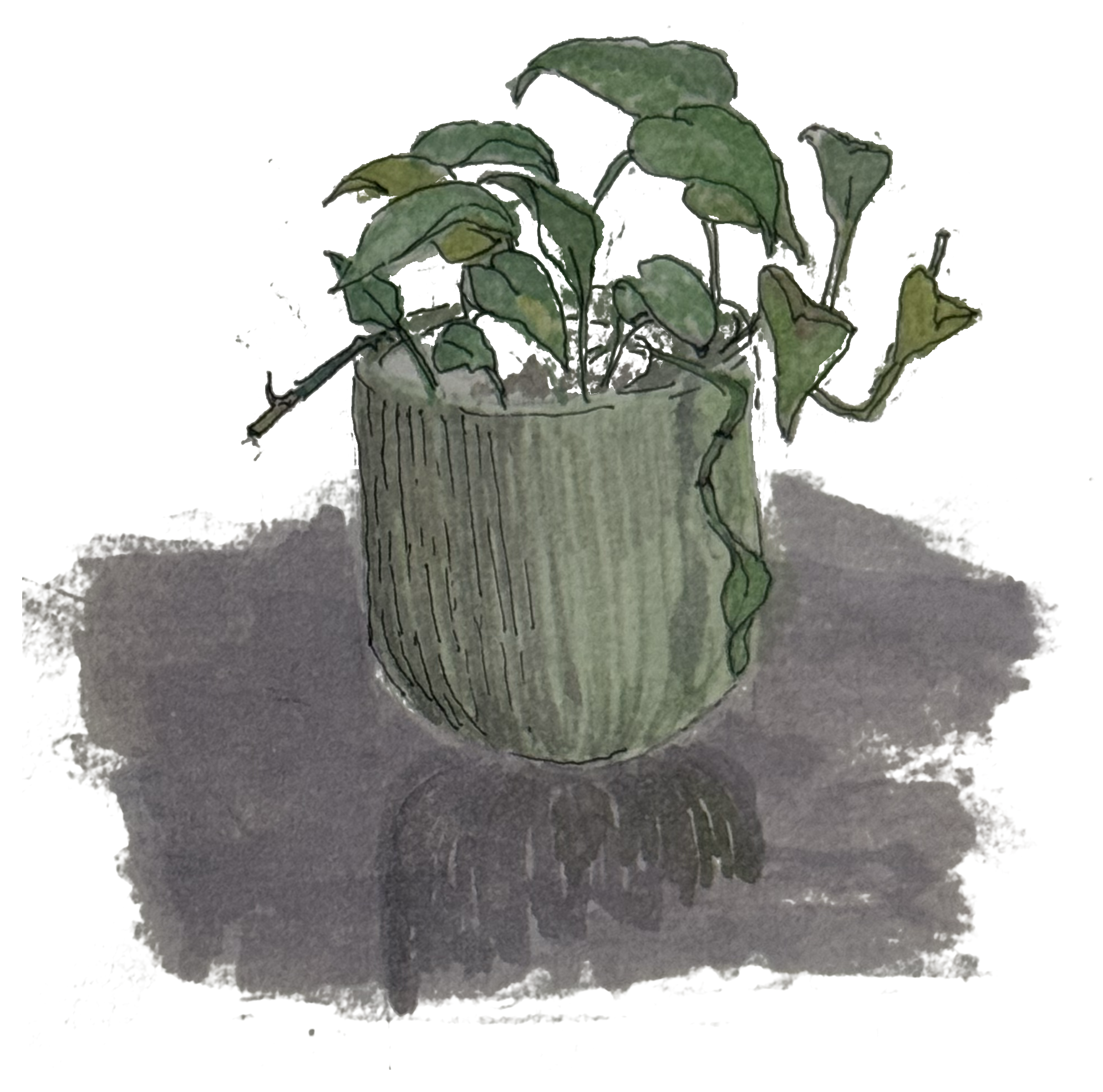 Uma’s watercolour study of a leafy potted plant
